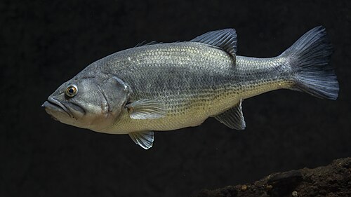 Largemouth bass